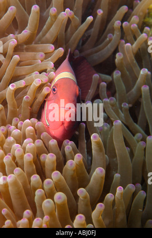 Spinecheek Anemonenfische, Premnas Biaculeatus Insel Bunaken. Stockfoto