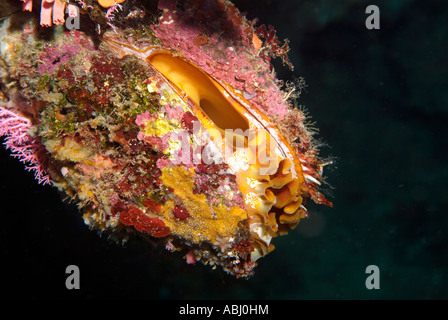 Dornige Auster, Spondylus Varius, Insel Bunaken. Stockfoto