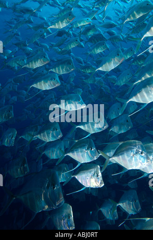 Schule der Lookdown Fisch (Selen Vomer) auf einer Bohrinsel. Stockfoto