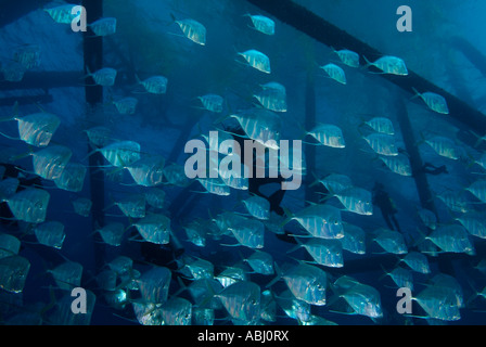 Schule der Lookdown Fisch (Selen Vomer) auf einer Bohrinsel. Stockfoto