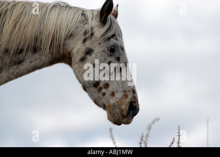 Nahaufnahme von einem Pferd in den Rocky Mountains, Colorado, USA Stockfoto