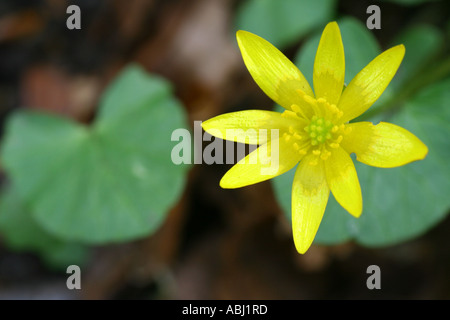 Kleinen Schöllkraut, Ranunculus Ficaria, Dunkeld, Perthshire, Schottland, Vereinigtes Königreich Stockfoto