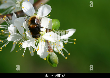 Hummel, Bombus Terrestris, auf Pflaumenmus Blüte, Blair Atholl, Perthshire, Schottland, Vereinigtes Königreich Stockfoto