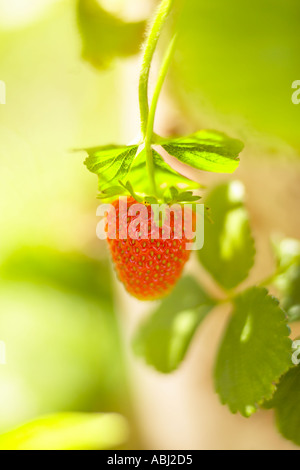 Englische Erdbeere Reifung in Sonne Stockfoto