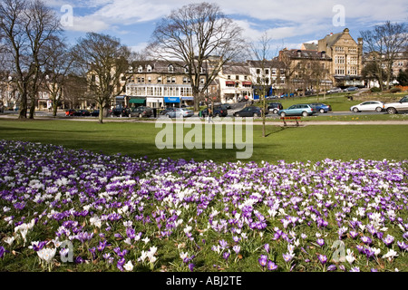 Krokusse auf Westpark streunen in Harrogate Yorkshire UK Stockfoto