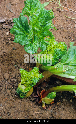 Rhabarber in einem Hausgarten (Arten unbekannt) Stockfoto