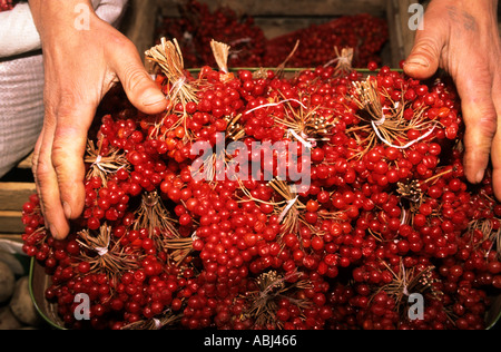 Tiflis (Tbilissi), Georgien. Rote Beeren auf den Verkauf auf dem Markt. Stockfoto