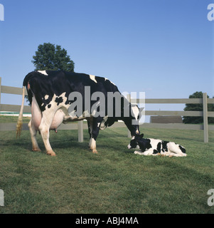 KUH MIT NEUGEBORENEN HOLSTEIN-KALB-PENNSYLVANIA Stockfoto