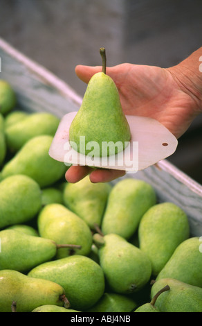 MESSUNG DER GRÖßE VON EINEM BARTLETT-BIRNE-OREGON Stockfoto