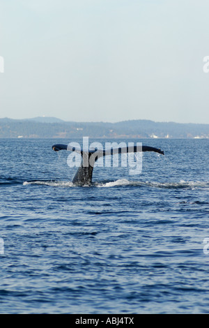 Heck eines Buckelwal, südlich von Vancouver Island Stockfoto