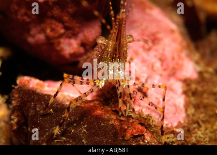 Coonstripe Garnelen im Süden von Vancouver Island Stockfoto