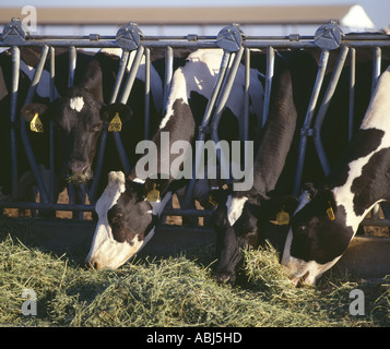 MILCHKÜHE IN STANCHION ESSEN LUZERNE HEU KALIFORNIEN Stockfoto