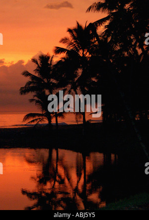 Die Silhouette des Palmen-Spiegelbild im Wasser Stockfoto