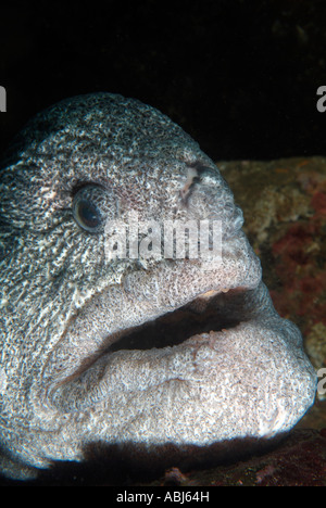 Wolf-Aal Fisch im Süden von Vancouver Island Stockfoto