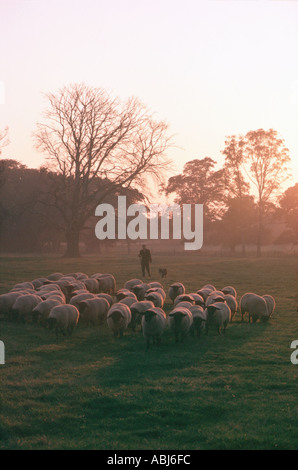 Hirten und Schafe Hund mit Schafherde Stockfoto
