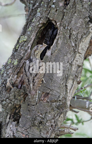 Wendehals am nest Stockfoto