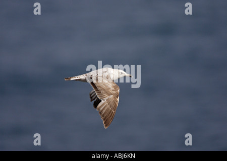 Gelben Beinen Möwe im Flug Stockfoto