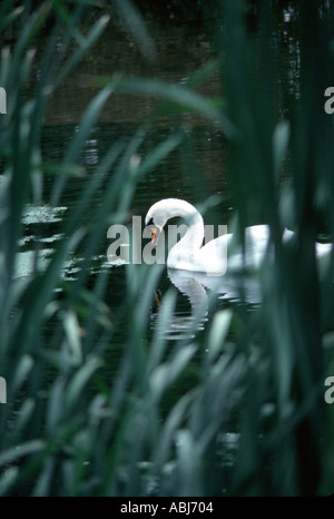 Schwan auf See mit Reflexionen Stockfoto