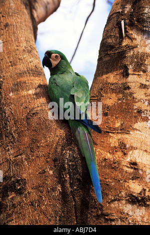 Pantanal, Mato Grosso, Brasilien. Kastanien-Fronted Ara (schwere ARA), Ara Severa, Ara Severus, in freier Wildbahn. Stockfoto