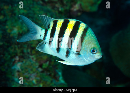 Sergeant-Major im Blumengarten im Golf von Mexiko Stockfoto