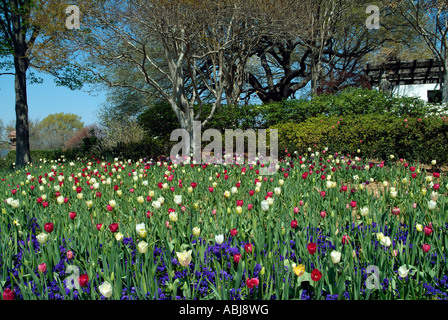 Bereich der Tulpen in der Dallas-Arboretum-Park Stockfoto
