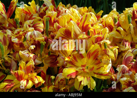 Bereich der doppelten frühen Tulpen Arten, Dallas Arboretum-Park Stockfoto