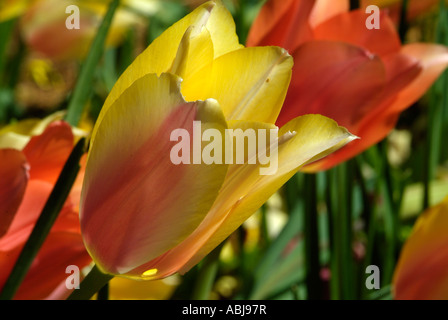 Zweifarbige Tulpe Arten, Dallas Arboretum-Park Stockfoto