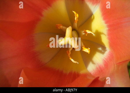 Zweifarbige Tulpe Arten, Dallas Arboretum-Park Stockfoto