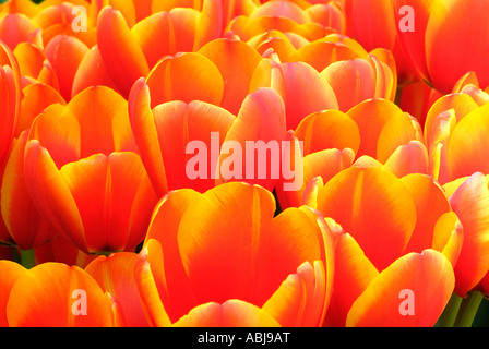 Bereich der zweifarbige Tulpen in Dallas Arboretum-Park Stockfoto