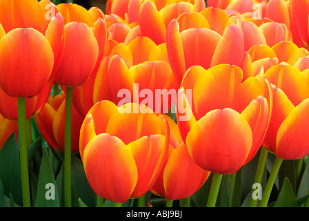 Bereich der zweifarbige Tulpen in Dallas Arboretum-Park Stockfoto