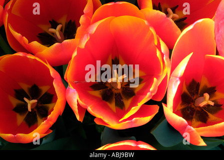 Bereich der zweifarbige Tulpen in Dallas Arboretum-Park Stockfoto