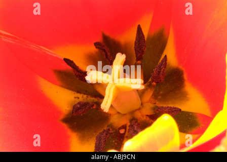Zweifarbige Tulpe in der Dallas-Arboretum-Park Stockfoto