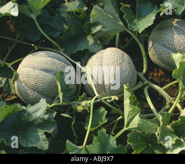 MELONEN WACHSEN IN FELD CA. 10 TAGE AB ERNTE GEORGIEN Stockfoto