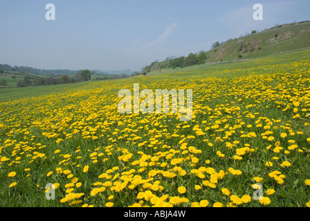 Löwenzahn-Wiese, Hartington, Taube Tal, Peak District, Derbyshire, Großbritannien Stockfoto