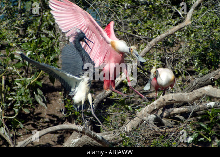 Rosige Löffler kämpfen auf einem Baum im Bolivar-Halbinsel Stockfoto