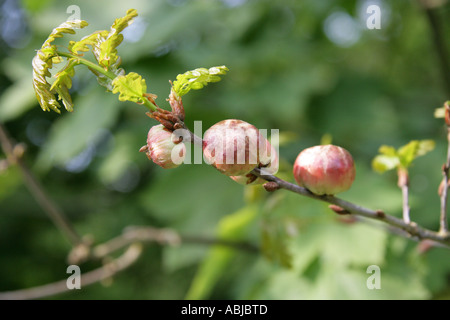 Oak Apple Gall Wasp Gall, Biorhiza Pallida, Cynipoidea, Hymenoptera Stockfoto