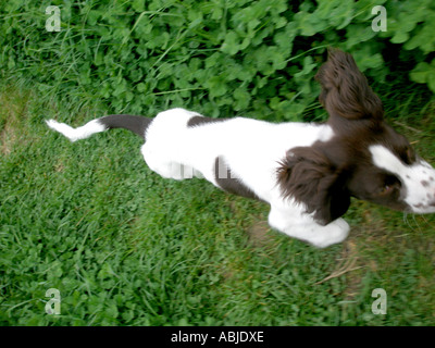 laufenden spaniel Stockfoto