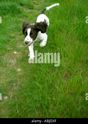 laufenden spaniel Stockfoto