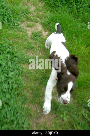 laufen Spaniel - junge English Springer Spaniel Stockfoto