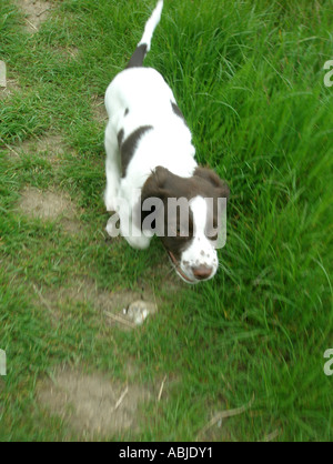 laufen Spaniel - junge English Springer Spaniel Stockfoto