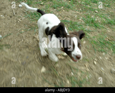 laufen Spaniel - junge English Springer Spaniel Stockfoto