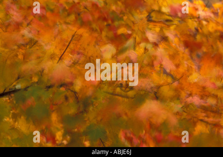 Auszug aus orange Ahornbäume im wind Stockfoto