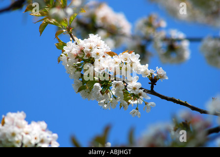 Crab Apple-Baum in Blossm. Bild von Paddy McGuinness. paddymcguinness Stockfoto