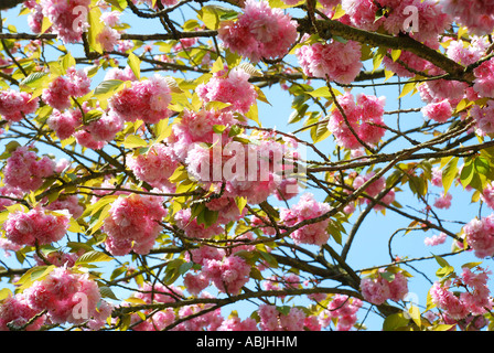 Kirschbaum Blüte / verzweigt. Bild von Paddy McGuinness. paddymcguinness Stockfoto