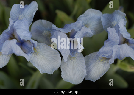 Nahaufnahme von hellblauen Zwergbärtige Iris (Iris pumila) Blüten mit zarten Adern und gelben Bärten in einer Gartenumgebung. Stockfoto
