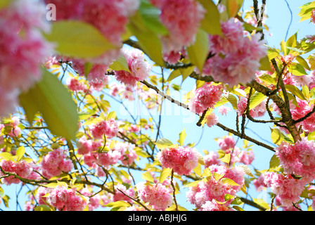 Kirschbaum Blüte / verzweigt. Bild von Paddy McGuinness. paddymcguinness Stockfoto