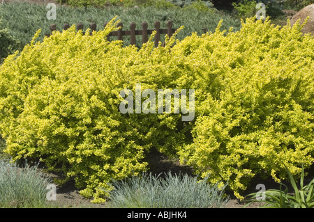 Indische Erdbeere oder Mock Erdbeere Rosaceae Duchesnea indica Pflanze mit leuchtendem gelb-grünem Laub in sonniger Gartenumgebung. Stockfoto