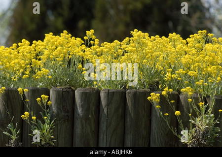 Gelbe Blumen Korb von Gold Alyssum saxatile Stockfoto