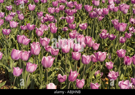 Leuchtend rosa Tulpen blühen in einer üppigen Gartenreihe. Schöne Frühlingsblumen mit grünen Stielen und Blättern unter hellem Sonnenlicht. Stockfoto