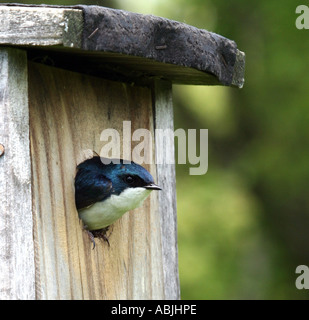 Eine North American Tree schlucken sitzen am Eingang zu seinem Vogelhaus nach Hause. Stockfoto